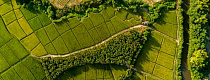 Above golden paddy field during harvest season. Beautiful field sown with agricultural crops and photographed from above.