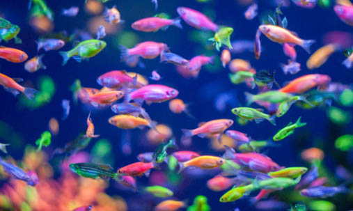 colorful fluorescent glofish danio in motion in the aquarium